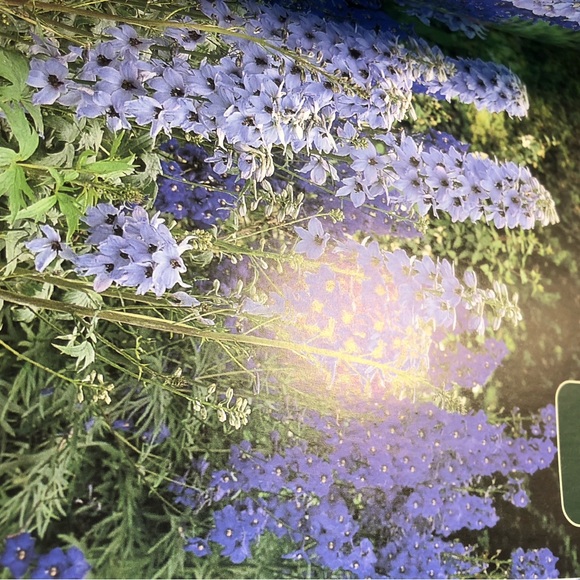 Botanicals Pocket Guide, really great book to help identify over 2000 plants - Picture 12 of 16